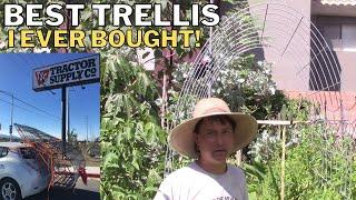 Best Trellis: 16' Cattle Panel Arch Hauled in Compact Car