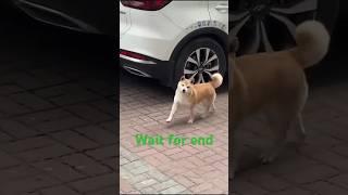 Baby dog#cute puppy barking#4kviral#shortsDogi vs Dog vs Cow