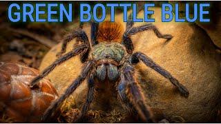 Is This the Best Beginner Tarantula?  Green Bottle Blue | Chromatopelma  cyaneopubescens Care Guide