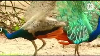 beautiful peacock feathers  |trending videos|peacock sound|peacock dance|@Viyusnaturelove02