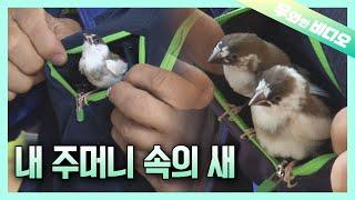 내 안에 새 있다 옷 주머니에 새 키우는 남자┃A Man Raising BIRDS in His Jacket Pocket 