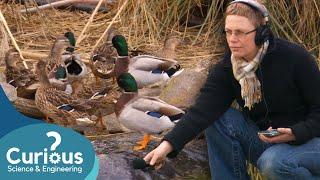 Do Ducks Quack With An Accent? | ExperiMental | Curious?: Science and Engineering