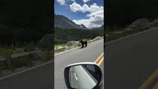 Bear #bear #glaciernationalpark #wildlife #mountains #travel #hiking #views