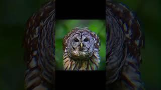 #berkut #birds #nature #wildlife #орёл #goldeneagle #falcon #hawk #harrishawk #ястреб #охотники