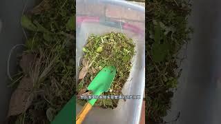 在澳洲使用过最好的除草剂