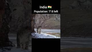 Snow leopard population of each country #viralvideo #youtubeshorts