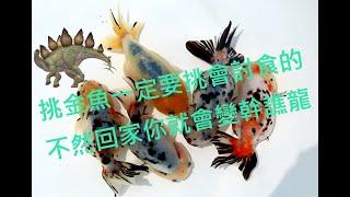 中國風金魚為什麼金魚買回家不吃飼料?!....因為....