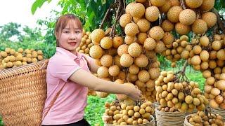 Harvesting Longan Go To The Market Sell,Daily Farm Life| Harvesting Farm Produce