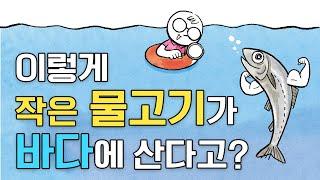 어린이과학 | 멸치 | 이렇게 작은 물고기가 바다에 산다고? | 과학호기심 | 탐구 | 생물 |  질문에 빠진 안다씨의 과학이야기