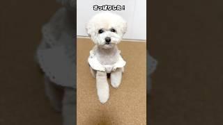 三桜たんさっぱり変身 #犬 #トイプードル #かわいい #トイプードルの虎太郎三桜 #癒し #といぷーどる #こたみお