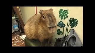 DAILY Dose of Capybaras!! #capybara