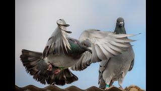 Developing a Winning Racing Pigeon Team do i linebreed,inbreed,or out cross