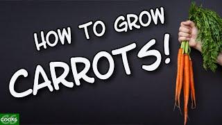 How to Grow Carrots in Raised Beds