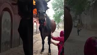 Jai gau mata  #viral #gaumata #explore #shorts #baba #explore #maa #jaigaumata #viralshorts