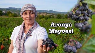 Kanserin Çaresi Mucizevi Meyve: ARONYA (Artık Kaz Dağları'nda Agonya Ovası'nda da yetiştiriliyor!)