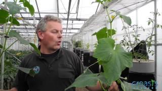 Episode 12 - When do you have a plant with a good root system? Pieter Hoff explains!