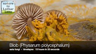 Blob (Physarum polycephalum) vs fungi / Slime mold timelapse: 1 day in 2 min