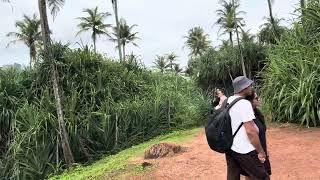 Coconut Trees Hill Beach Mirissa-Sri Lanka | Breathtaking Coastal Views!