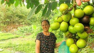 PANEN BUAH MATOA|| CAMERAMEN BIKIN ULAH