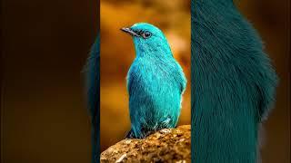 Verditer flycatcher in Golden elegance  | Nature photographer | Bird photography #shorts #birds