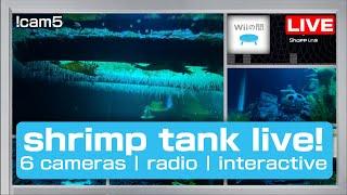 Shrimp Tank Live  Shrimpy's Radio!  Live Shrimp Aquarium