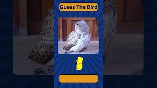 Guess The Bird 7 | Quiz Tunnel