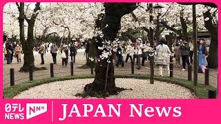 Cherry blossoms reach full bloom in Japan’s capital Tokyo -EngSub