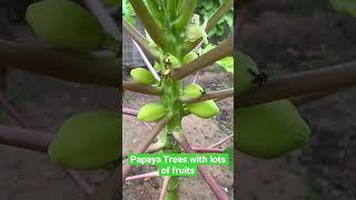 Papaya Trees with Lots of Fruits #fypシ゚viral #fypviral #fypyoutube