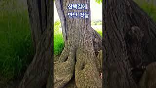 희안한 나무 와 산책길에 만난  것들 #shorts #Travel  #sbortsvideo