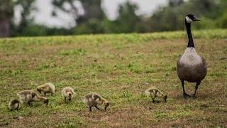 Newly Born Baby Ducks 