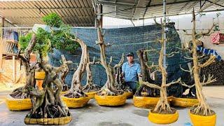 Duy Mạnh 22/11 chào bán nhiều loại Cây Cảnh Bonsai đủ kích cỡ  #0903095052