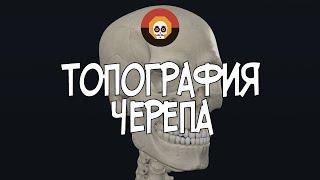 Топография черепа (Cranium) 3D Анатомия