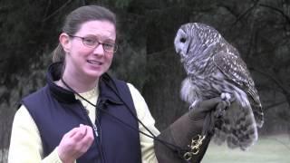 The Barred Owl