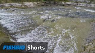 FISHBIO Shorts | Salmon Migration on the Ganarska River