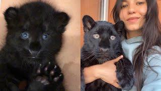 Panther Luna from baby to first fallen tooth️