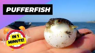 Pufferfish - In 1 Minute!  One Of The Most Beautiful Sea Creatures | 1 Minute Animals