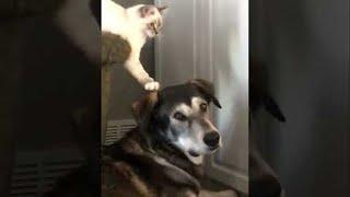 Tactical Cat Pats Dogs Head || ViralHog