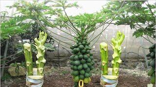 Papaya Grafting Techniques #papaya