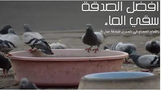 افضل الصدقة سقي الماء واطعام الطعام للحمام في المنزل