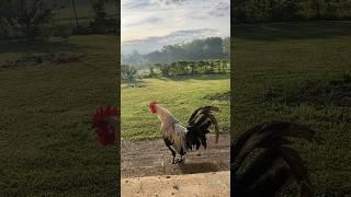 Good morning! #countryliving #freerangechickens #roostercrow