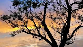 Nature sounds - Birds singing - Sunset time