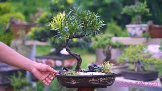 Thọ Bonsai - Cây 109 ĐÃ BÁN - Tùng La Hán tiểu cảnh và Linh Sam Đa Ưu Điểm