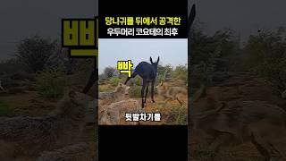 당나귀를 뒤에서 공격한 우두머리 코요테의 최후