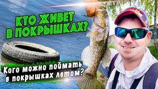 Летний поиск ротана! | Jara Baits Jum Jum