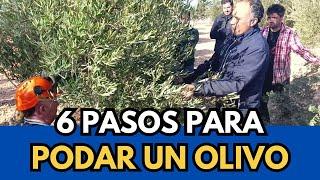  6 Pasos Esenciales para Podar un Olivo. Teórica y Práctica. Campo de Criptana #ciudadreal