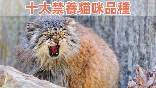 10大猫咪禁养品种，每个都是妥妥的牢底坐穿兽