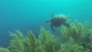 Neptune's Resort. Utila Honduras (by Snorkeling Quest)