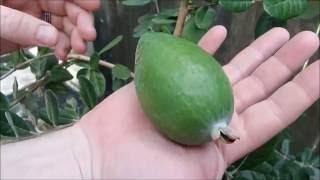 Home Grown Feijoas