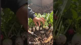 Watermelon radish #radish #radishes #koreanradishes #pickledradish #theloveforgardening