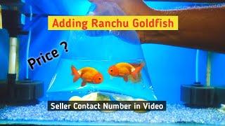 Ranchu Goldfish | Buying ranchu goldfish | Goldfish tank setup | Lionhead goldfish price